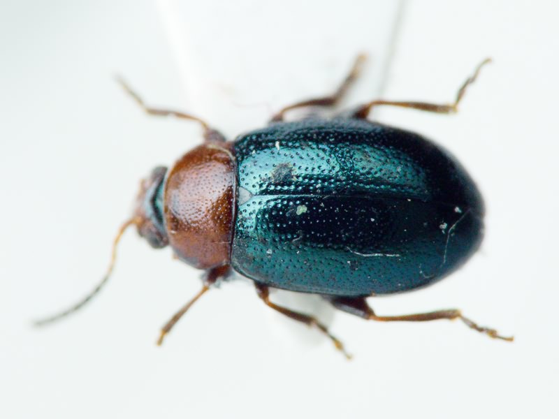 Podagrica malvae (Illiger, 1807)